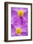 (Cistus Creticus) Close-Up of Two Flowers, Amigdalokefali, Crete, Greece, April 2009-Lilja-Framed Photographic Print