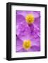 (Cistus Creticus) Close-Up of Two Flowers, Amigdalokefali, Crete, Greece, April 2009-Lilja-Framed Photographic Print