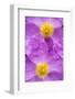 (Cistus Creticus) Close-Up of Two Flowers, Amigdalokefali, Crete, Greece, April 2009-Lilja-Framed Photographic Print