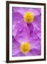 (Cistus Creticus) Close-Up of Two Flowers, Amigdalokefali, Crete, Greece, April 2009-Lilja-Framed Photographic Print