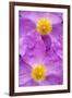 (Cistus Creticus) Close-Up of Two Flowers, Amigdalokefali, Crete, Greece, April 2009-Lilja-Framed Photographic Print