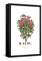 Cistus creticus, Flora Graeca-Ferdinand Bauer-Framed Stretched Canvas