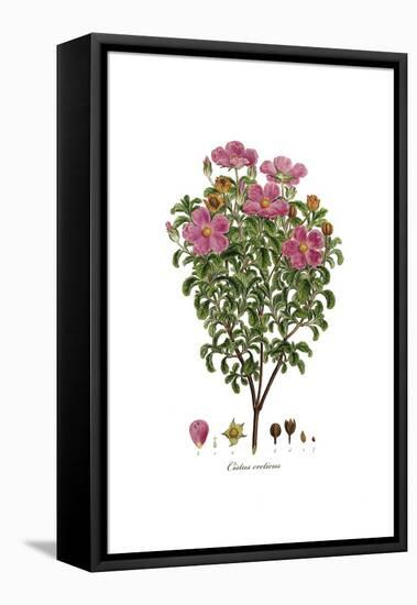 Cistus creticus, Flora Graeca-Ferdinand Bauer-Framed Stretched Canvas