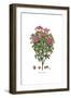 Cistus creticus, Flora Graeca-Ferdinand Bauer-Framed Giclee Print