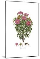 Cistus creticus, Flora Graeca-Ferdinand Bauer-Mounted Giclee Print