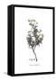 Cistus monspeliensis, Flora Graeca-Ferdinand Bauer-Framed Stretched Canvas