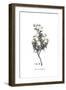 Cistus monspeliensis, Flora Graeca-Ferdinand Bauer-Framed Giclee Print