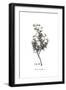 Cistus monspeliensis, Flora Graeca-Ferdinand Bauer-Framed Giclee Print