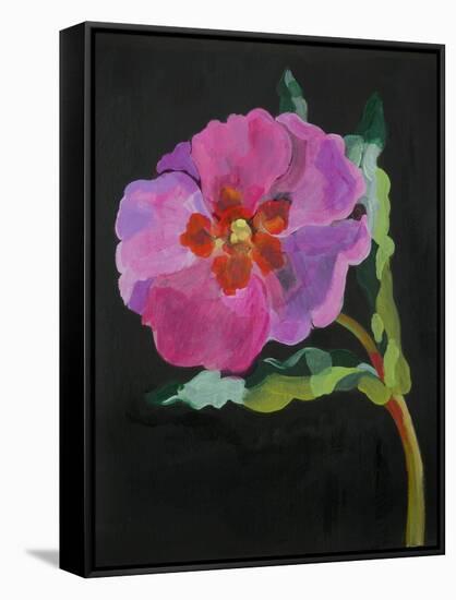 Cistus, New Zealand, 2007-Deborah Barton-Framed Stretched Canvas