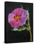 Cistus, New Zealand, 2007-Deborah Barton-Framed Stretched Canvas