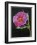 Cistus, New Zealand, 2007-Deborah Barton-Framed Giclee Print