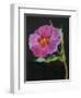 Cistus, New Zealand, 2007-Deborah Barton-Framed Giclee Print