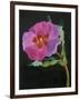 Cistus, New Zealand, 2007-Deborah Barton-Framed Giclee Print