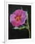 Cistus, New Zealand, 2007-Deborah Barton-Framed Giclee Print