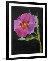 Cistus, New Zealand, 2007-Deborah Barton-Framed Giclee Print