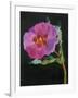 Cistus, New Zealand, 2007-Deborah Barton-Framed Giclee Print