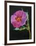 Cistus, New Zealand, 2007-Deborah Barton-Framed Giclee Print