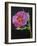 Cistus, New Zealand, 2007-Deborah Barton-Framed Giclee Print