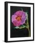 Cistus, New Zealand, 2007-Deborah Barton-Framed Giclee Print