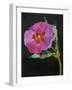 Cistus, New Zealand, 2007-Deborah Barton-Framed Giclee Print