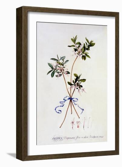 Cistus Virginiana, C.1743-Georg Dionysius Ehret-Framed Giclee Print