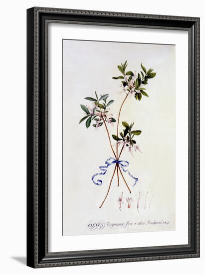 Cistus Virginiana, C.1743-Georg Dionysius Ehret-Framed Giclee Print