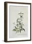 Cistus-Georg Dionysius Ehret-Framed Giclee Print