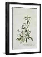 Cistus-Georg Dionysius Ehret-Framed Giclee Print