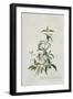 Cistus-Georg Dionysius Ehret-Framed Giclee Print