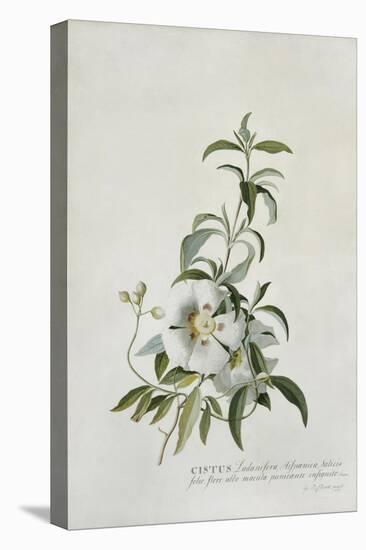 Cistus-Georg Dionysius Ehret-Stretched Canvas