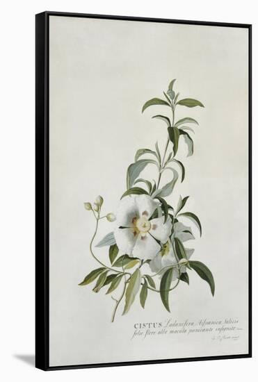 Cistus-Georg Dionysius Ehret-Framed Stretched Canvas