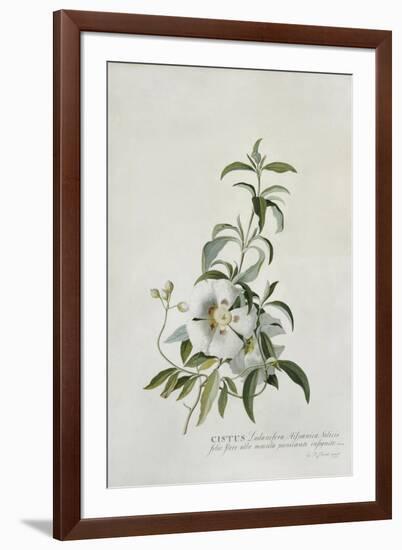 Cistus-Georg Dionysius Ehret-Framed Premium Giclee Print