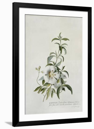 Cistus-Georg Dionysius Ehret-Framed Premium Giclee Print