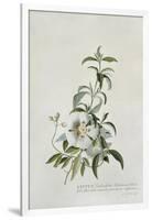 Cistus-Georg Dionysius Ehret-Framed Giclee Print