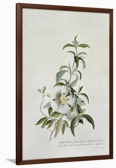 Cistus-Georg Dionysius Ehret-Framed Giclee Print