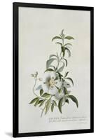 Cistus-Georg Dionysius Ehret-Framed Giclee Print