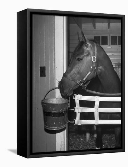 Citation in Stall-Tony Linck-Framed Stretched Canvas