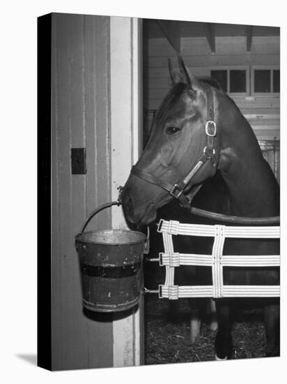 Citation in Stall-Tony Linck-Stretched Canvas