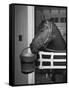 Citation in Stall-Tony Linck-Framed Stretched Canvas