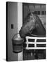 Citation in Stall-Tony Linck-Stretched Canvas