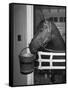 Citation in Stall-Tony Linck-Framed Stretched Canvas