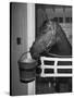 Citation in Stall-Tony Linck-Stretched Canvas