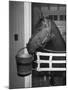 Citation in Stall-Tony Linck-Mounted Photographic Print