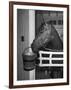 Citation in Stall-Tony Linck-Framed Photographic Print