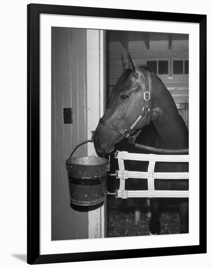 Citation in Stall-Tony Linck-Framed Photographic Print