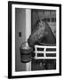 Citation in Stall-Tony Linck-Framed Photographic Print