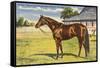 Citation, Kentucky Derby Winner-null-Framed Stretched Canvas