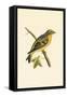 Citril Finch,  from 'A History of the Birds of Europe Not Observed in the British Isles'-English-Framed Stretched Canvas