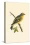 Citril Finch,  from 'A History of the Birds of Europe Not Observed in the British Isles'-English-Stretched Canvas