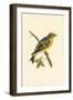 Citril Finch,  from 'A History of the Birds of Europe Not Observed in the British Isles'-English-Framed Giclee Print